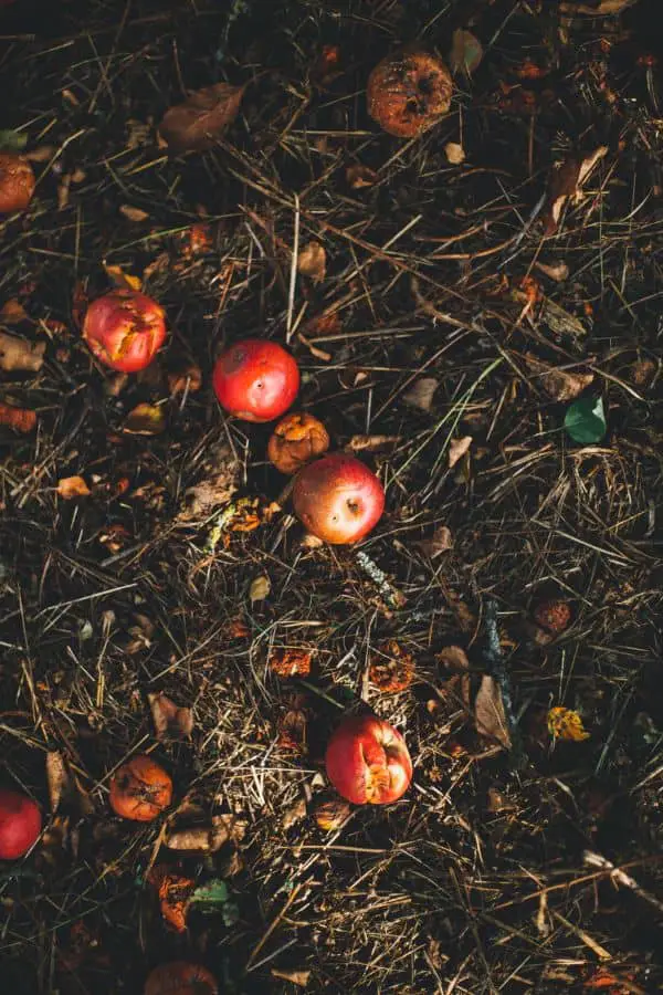 Apples for Compost