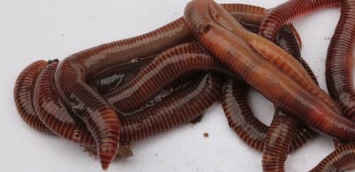 Garden Worms