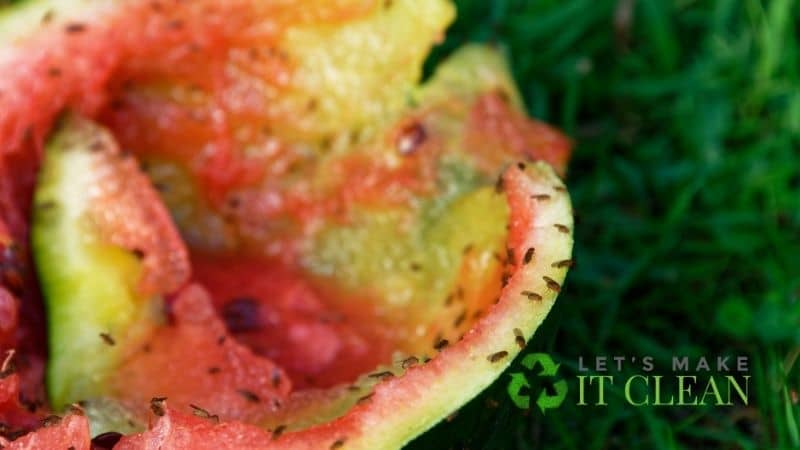Fruit Flies On Watermelon