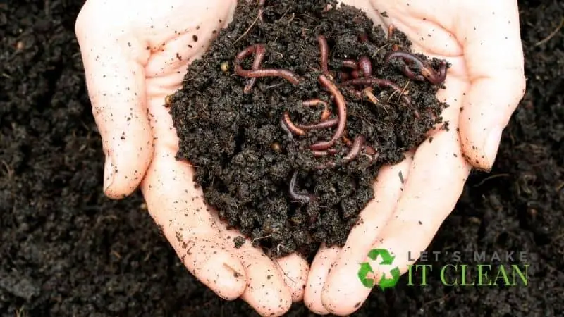 Compost With Nightcrawlers