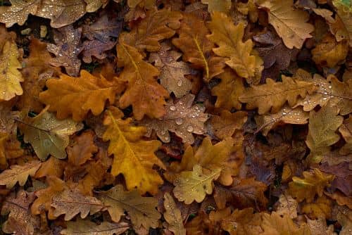 Watering Fall Leaves