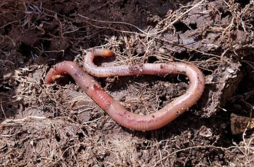 Worm In Wet Soil