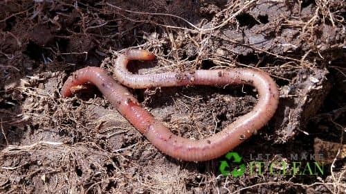 Worms -Vermiculture