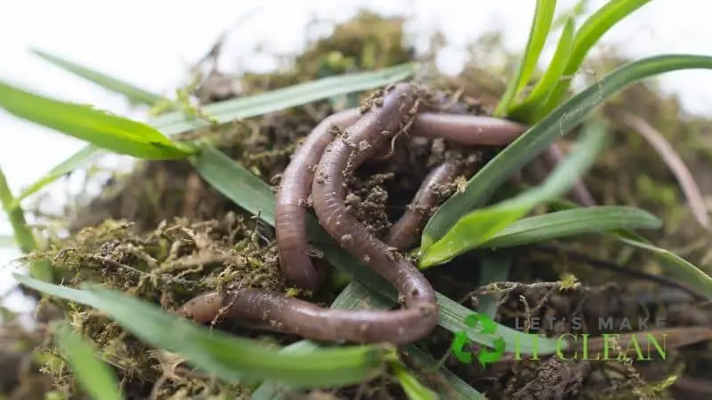 Earthworms On Soil