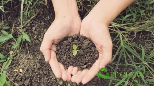 Humus Soil In Hands