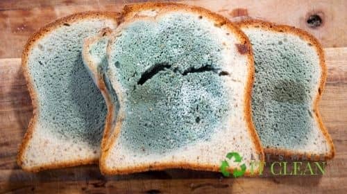 Moldy Bread