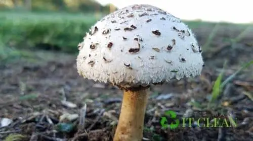 Mushroom Agriculture Farming