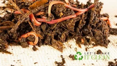 Red Worms In Soil