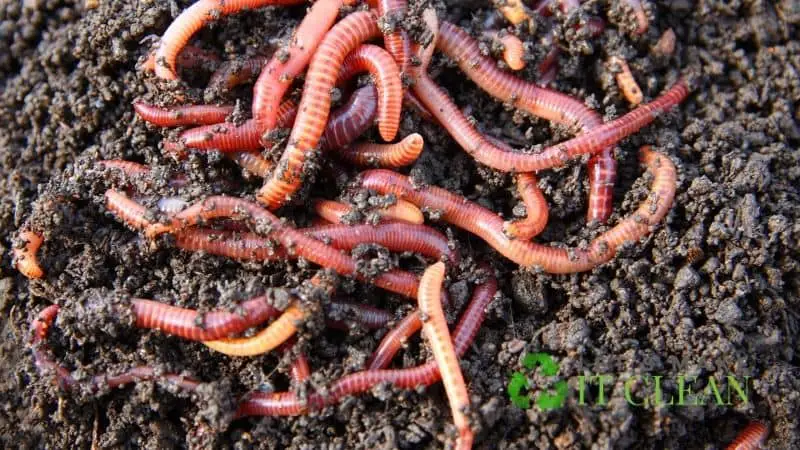 Red Worms In Compost