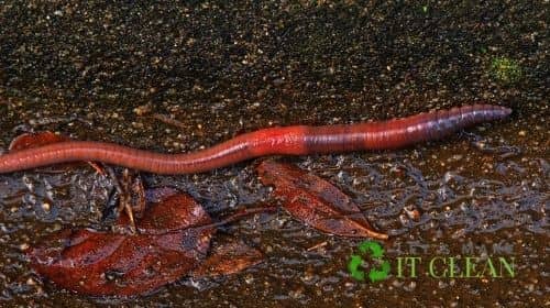 Red Worms (Eisenia foetida)