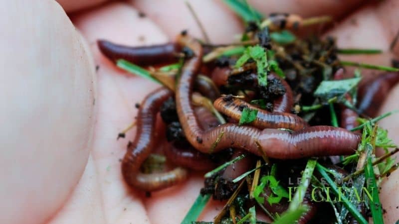 Worm Composting